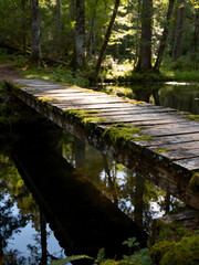 wooden bridge in the forest
