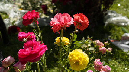 Colorful flowers in a wedding arch arrangement close-up. Red and yellow ranunculus