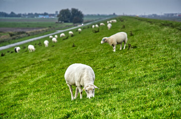 Flock of white sheep feeding on a lush grass dike in the lowlands of east frisia, a coastal region in germany