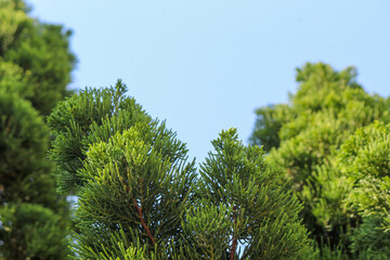 Green leaves reaching toward the blue sky