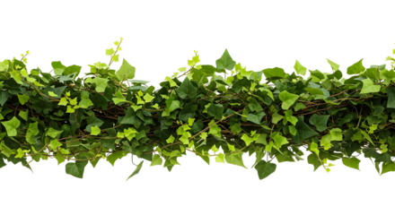 Lush green ivy vine garland for design elements