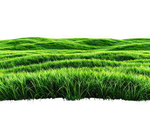 Lush green field stretching to horizon