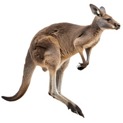 Fototapeta premium Agile kangaroo jumping with powerful hind legs isolated on transparent background native australian wildlife animal