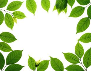 Fototapeta premium Lush green leaves frame a black background