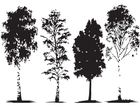 Graceful Birch Tree Outlines in Fine 2D Vector Line Art