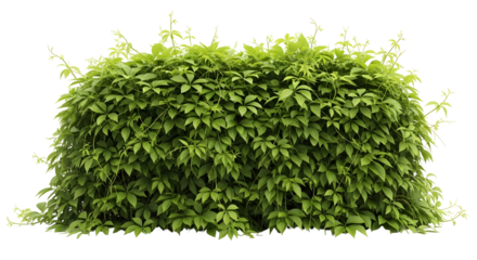 Lush green leafy hedge wall, privacy and nature
