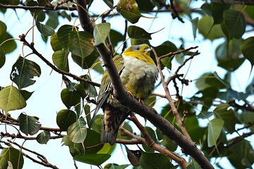 Birds on tree