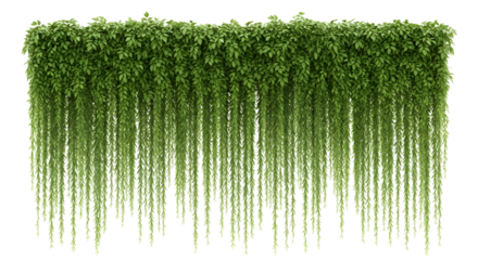 Lush green weeping fig vine wall decoration