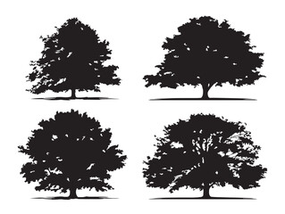 Fototapeta premium Majestic Chestnut Tree Silhouettes for Vintage 2D Vector Line Art