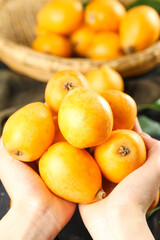 Fresh Ripe Loquat Fruits in Hands - Premium Quality Golden Alpine Fruit Harvest