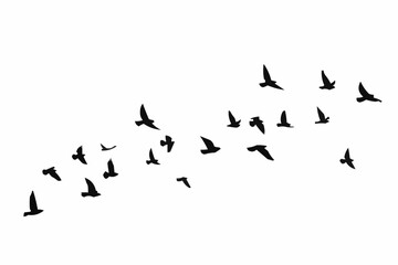 flock of birds