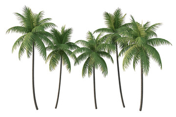 Lush green palm trees stand tall, evoking tropical paradise and serene coastal landscapes.