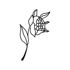 Hand drawn tattoo nature floral flowers, branches and leaves in line art style. Collection of sketches of botanical elements
