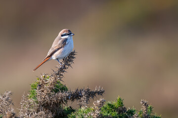 Red-tailed shrike or Turkestan shrike (Lanius phoenicuroides), Suffolk, UK. Rare migrant to the UK. 