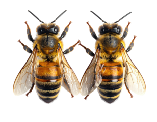 Two honeybees in profile, wings extended