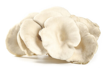 Fresh White Oyster Mushrooms Isolated on White Background - Delicious Edible Fungi for Cooking