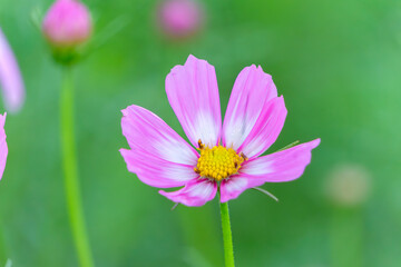 緑の背景に映えるピンク色のコスモスの花のクローズアップ