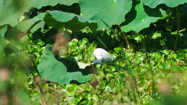 Intermediate Egret Hunting and Eating a Snake in a Lily Pond Wetland