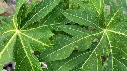 Detailed full-frame background of large, lush green papaya leaves displaying prominent white veins and characteristic deeply lobed, palmate structures. Nature concept