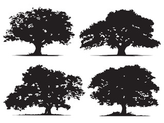 Fototapeta premium Tropical Fig Tree Silhouette Illustration with Refined 2D Vector Line Art