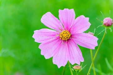 Obraz premium 雨上がりにしっとりと咲く薄桃色のコスモスの花