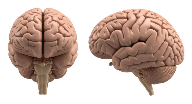 Anatomical human brain front and side view isolated on transparent background