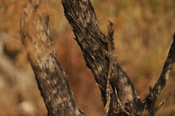 Lizard climbing a dry tree in a warm environment during daylight hours
