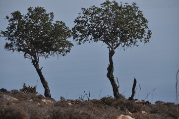 Two trees stand on a rocky hillside under a cloudy sky at dusk, showcasing resilience in a harsh environment