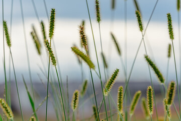 秋空の下で風に揺れるエノコログサの群れ