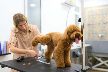 Dog groomer giving a poodle a haircut