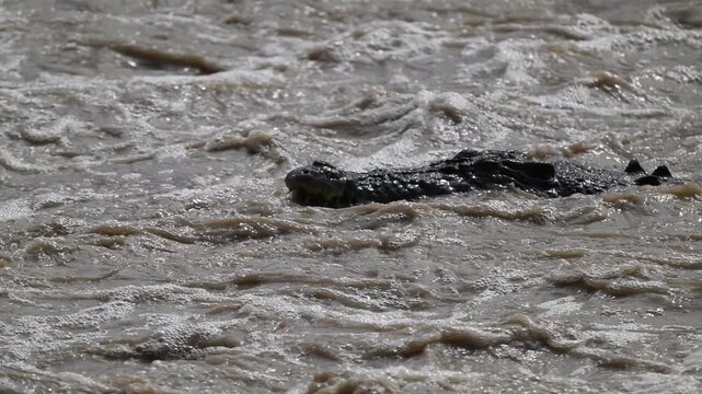 Big saltwater estuarine crocodile, Crocodylus porosus, lurking in shallow murky water of Cahills crossing waiting for Barramundi near Kakadu national park, Arnhemland, Northern Territory, Australia.