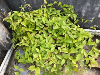 Lush Green Foliage Growing on a Concrete Surface