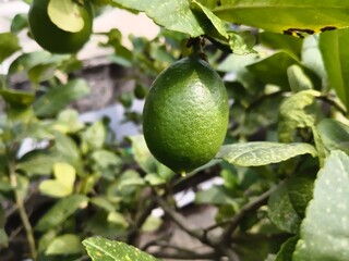 Fresh Green Lime Fruit Hanging from a Tree Branch