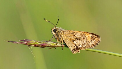 Obraz premium A close-up of a small, brown and tan butterfly perched on a grass stem, showcasing details. Background is soft green