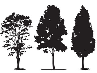 Tall Poplar Tree Silhouette Standing Against Sky 2D Vector Line Art