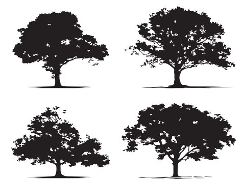 Elegant sycamore tree collection modern vector line drawing artwork