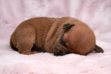 Newborn Puppy Asleep on Fluffy Pink Blanket