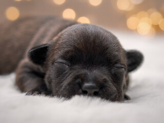 Newborn Black Puppy Asleep — Front Close-Up on Fluffy White Blanket with Bokeh