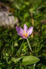 Obraz premium purple crocus flower