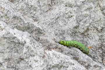 The caterpillar of Convolvulus Hawk-moth (Agrius convolvuli)