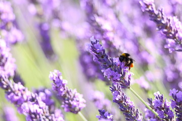 Bumblebee collecting nectar from vibrant lavender flowers in a sunny garden