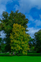 Autumn Park with Colorful Trees