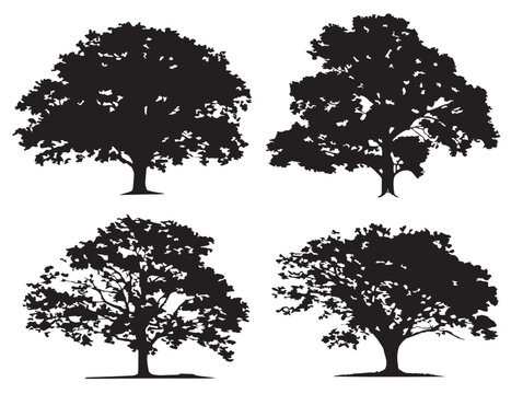 Walnut Tree Silhouette in Creative 2D Vector Line Art Illustration