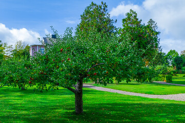 Apple Tree in Garden Near House