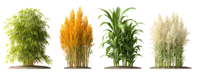Four sets of quinoa plants, buckwheat plants, teff plants, and amaranth plants side by side on transparent background