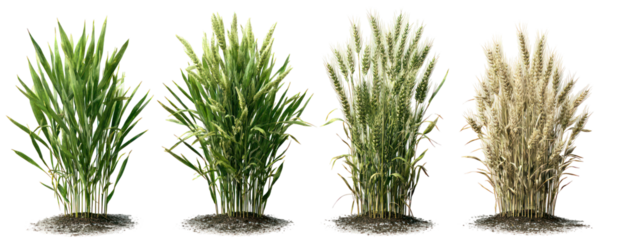 Sets of rye plants showing seedling, vegetative, and flowering stages on transparent background