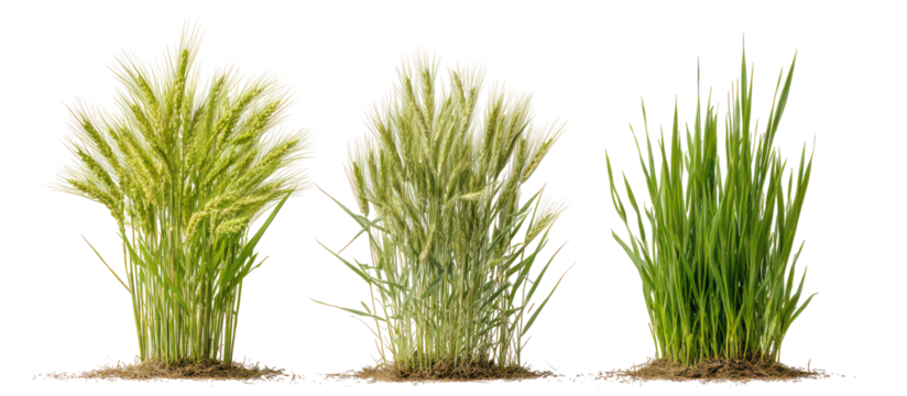 Three sets of rye plants, rice plants, and millet plants side by side on transparent background