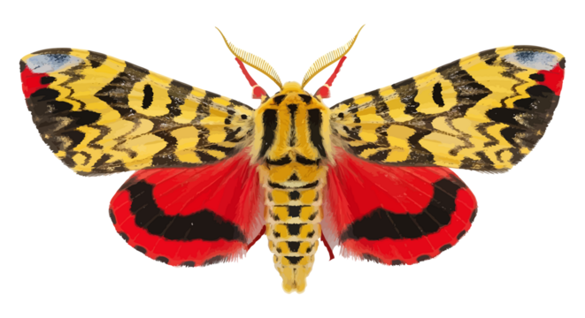 Vibrant Yellow and Red Moth with Intricate Wing Patterns Isolated on White