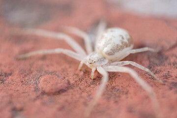 Araña Cangrejo (Misumenops sp)