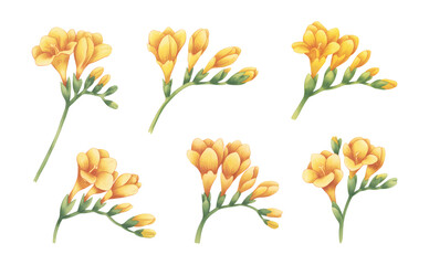 Yellow Freesia Watercolor Bouquet Set. Hand Painted Botanical Floral Illustration Isolated on White background.
